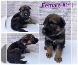 Malinois Puppy for sale in OXNARD, CA, USA