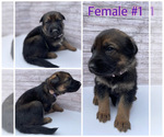 Small Photo #1 Malinois Puppy For Sale in OXNARD, CA, USA