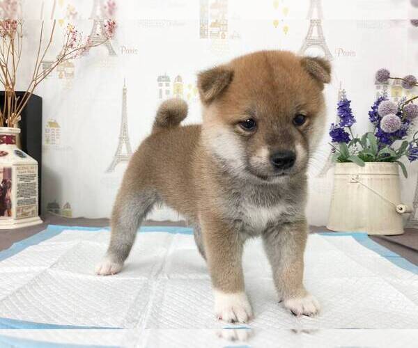 Medium Photo #2 Shiba Inu Puppy For Sale in IRVINE, CA, USA