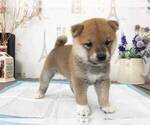 Small Photo #2 Shiba Inu Puppy For Sale in IRVINE, CA, USA