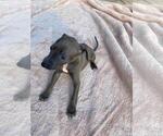 Puppy Puppy 5 Italian Greyhound