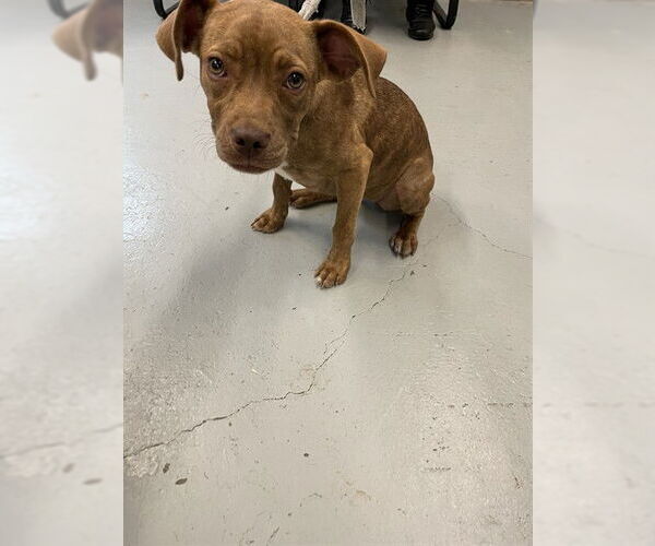 Medium Photo #1 Staffordshire Bull Terrier Puppy For Sale in Waco, TX, USA