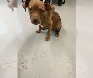 Plott Hound-Unknown Mix Dogs for adoption in Waco, TX, USA