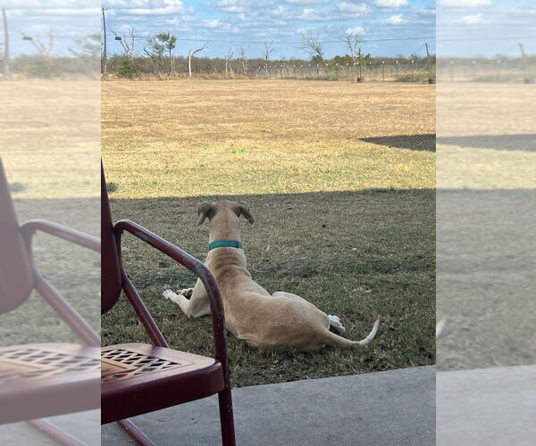 Medium Photo #2 Great Dane-Unknown Mix Puppy For Sale in Bullard, TX, USA