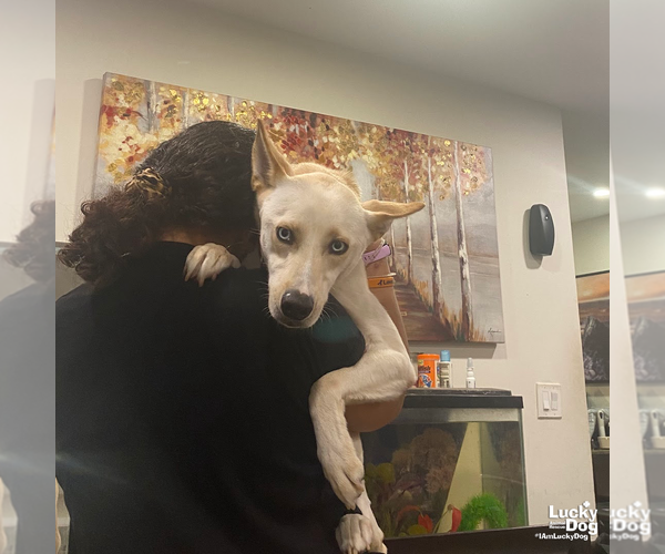 Medium Photo #4 Siberian Husky-Whippet Mix Puppy For Sale in Washington, DC, USA