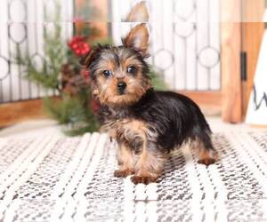 Yorkshire Terrier Puppy for sale in NAPLES, FL, USA