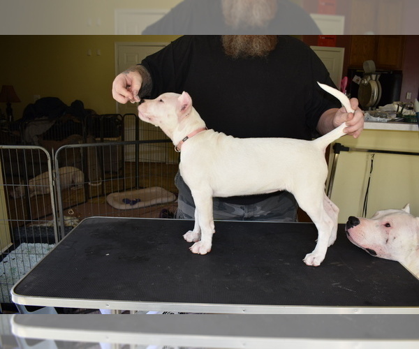 Medium Photo #2 Dogo Argentino Puppy For Sale in STAFFORD, VA, USA