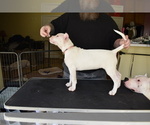 Small Photo #2 Dogo Argentino Puppy For Sale in STAFFORD, VA, USA
