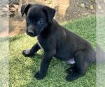 Small #2 Labrador Retriever Mix