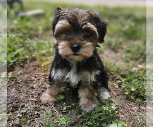 Morkie Puppy for sale in CONWAY, SC, USA
