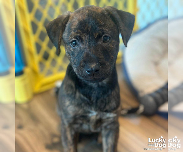 Medium Photo #1 Labrador Retriever-Unknown Mix Puppy For Sale in Washington, DC, USA