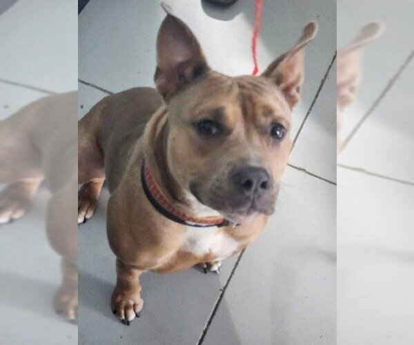 Medium Photo #1 Mutt Puppy For Sale in Temple, TX, USA