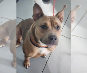 Mutt Dogs for adoption in Temple, TX, USA