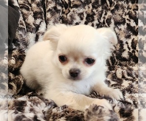 Chihuahua Puppy for Sale in RANCHO CUCAMONGA, California USA