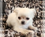 Small Photo #1 Chihuahua Puppy For Sale in RANCHO CUCAMONGA, CA, USA