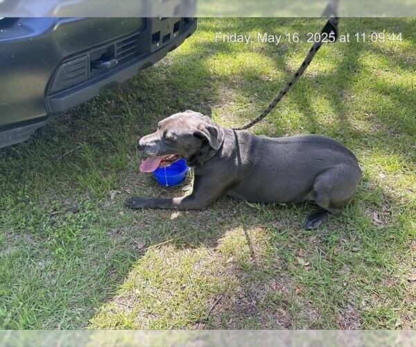 Medium Photo #1 Mutt Puppy For Sale in Ocala, FL, USA