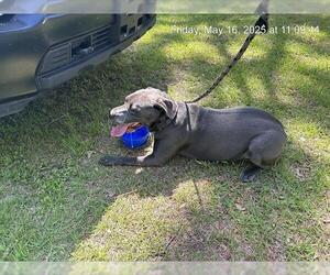 Mutt Dogs for adoption in Ocala, FL, USA