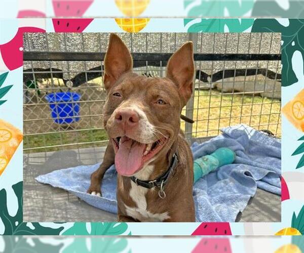 Medium Photo #3 American Pit Bull Terrier Puppy For Sale in Ojai, CA, USA