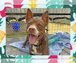 Small #2 American Pit Bull Terrier