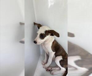 Labrador Retriever-Unknown Mix Dogs for adoption in Houston, TX, USA