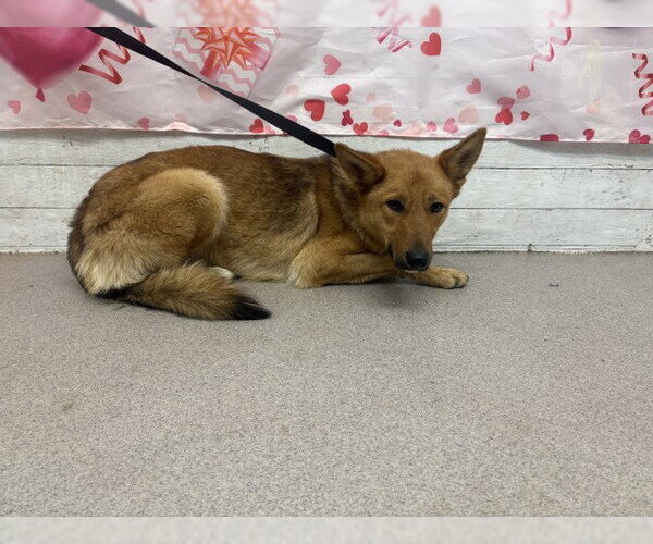 Medium Photo #1 German Shepherd Dog Puppy For Sale in San Bernardino, CA, USA