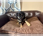 Small #5 Carlin Pinscher