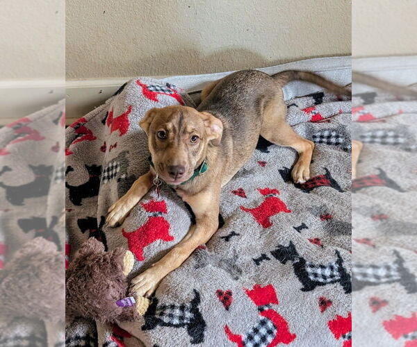 Medium Photo #1 Mountain Cur-Unknown Mix Puppy For Sale in Boston, MA, USA