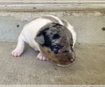 Small Photo #3 Jack Russell Terrier Puppy For Sale in FORT PIERCE, FL, USA