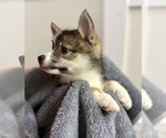 Small #13 Pomsky-Shiba Inu Mix