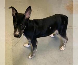 American Pit Bull Terrier-Unknown Mix Dogs for adoption in Corpus Christi, TX, USA