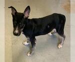 Small American Pit Bull Terrier Mix