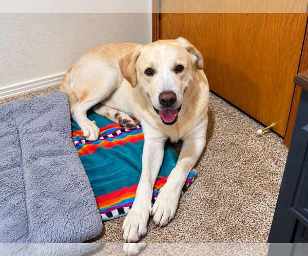 Medium Photo #3 Labrador Retriever-Unknown Mix Puppy For Sale in Clovis, CA, USA