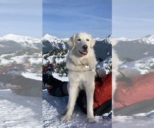 Howie - Male Great Pyrenees Dog for Adoption - Photo #16