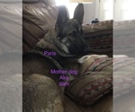 Small Photo #3 German Shepherd Dog Puppy For Sale in E LAURINBURG, NC, USA