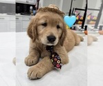Small #10 Golden Retriever