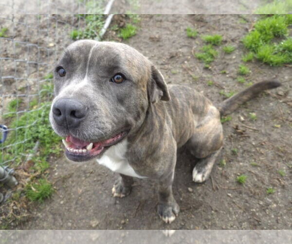 Medium Photo #4 Mutt Puppy For Sale in Anniston, AL, USA