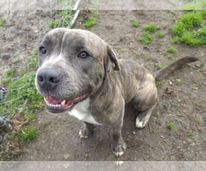 Fonzie - Male Mutt Dog for Adoption - Photo #4
