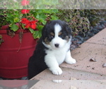 Puppy Puppy 2 Miniature Australian Shepherd