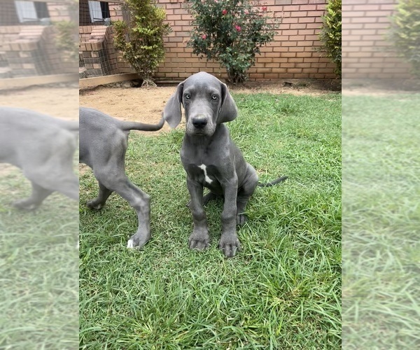 Medium Photo #6 Great Dane Puppy For Sale in CLANTON, AL, USA