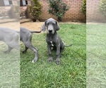 Small #5 Great Dane