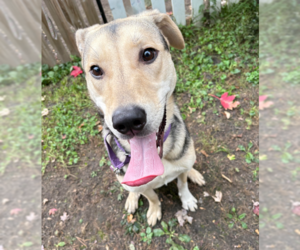 Mutt Dogs for adoption in Brooklyn Center, MN, USA