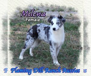 Miniature Australian Shepherd Puppy for sale in FORESTBURG, TX, USA