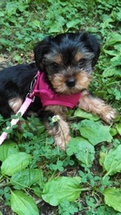 Yorkshire Terrier Puppy for sale in MIDLOTHIAN, VA, USA