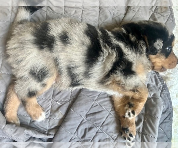 Medium Photo #3 Australian Shepherd Puppy For Sale in TORRANCE, CA, USA