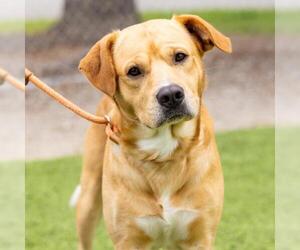 Labrador Retriever-Unknown Mix Dogs for adoption in Camarillo, CA, USA