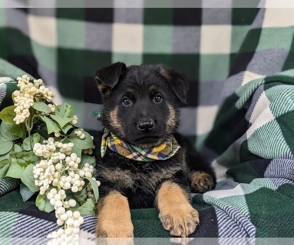 Medium Photo #9 German Shepherd Dog Puppy For Sale in LEOLA, PA, USA
