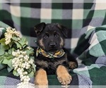 Small Photo #9 German Shepherd Dog Puppy For Sale in LEOLA, PA, USA