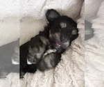 Small Photo #11 Coton de Tulear Puppy For Sale in LEWISVILLE, TX, USA