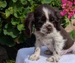 Small #2 Cocker Spaniel