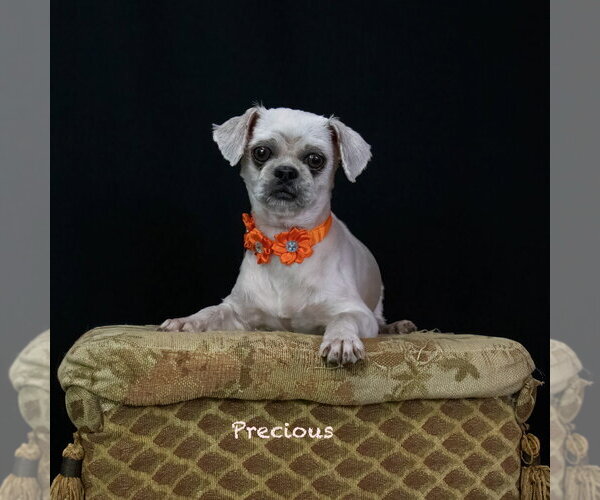Medium Photo #2 Shih Tzu Puppy For Sale in Hot Springs Village, AR, USA